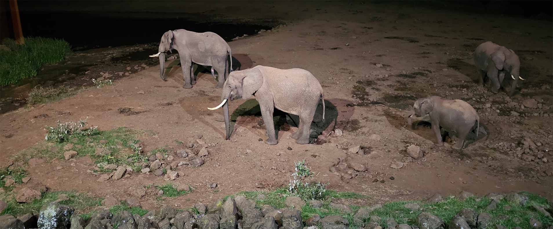 Elephants at water hole at night