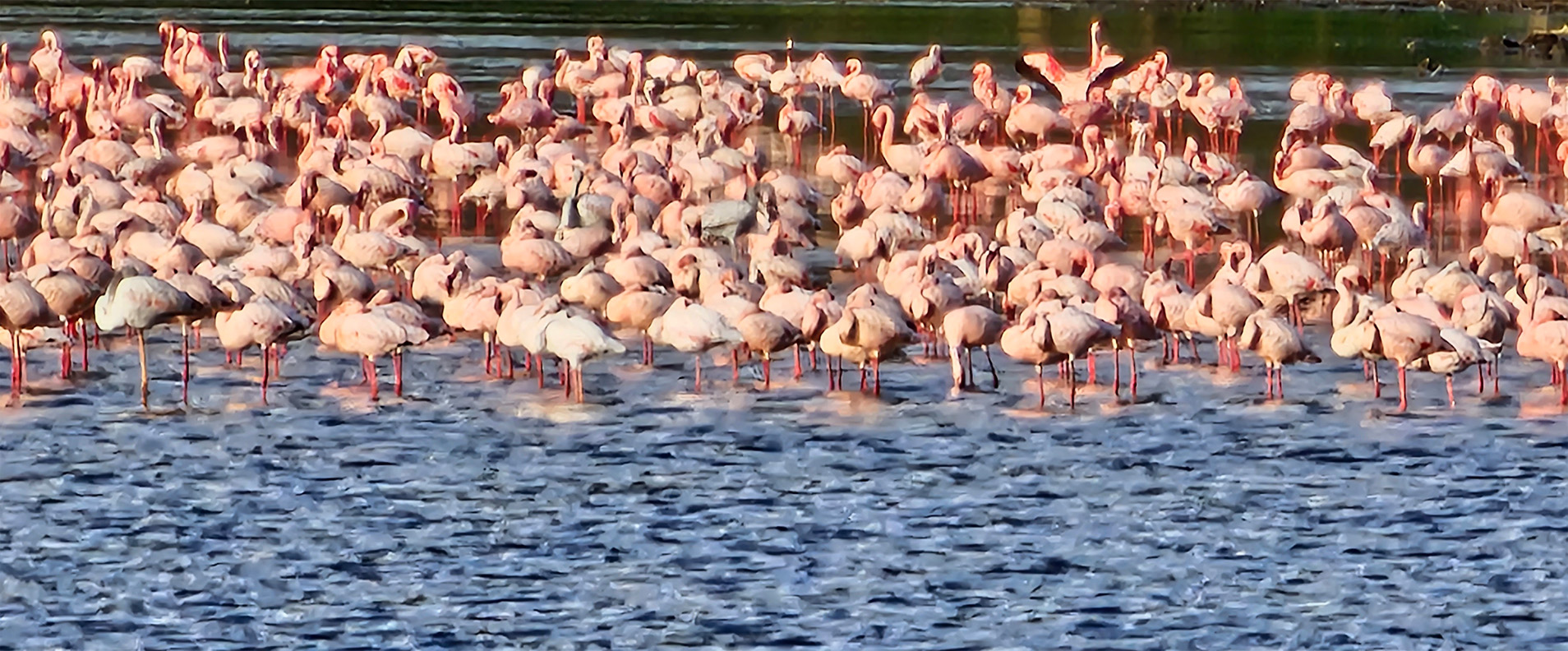 Flamingos in Kenya Lake