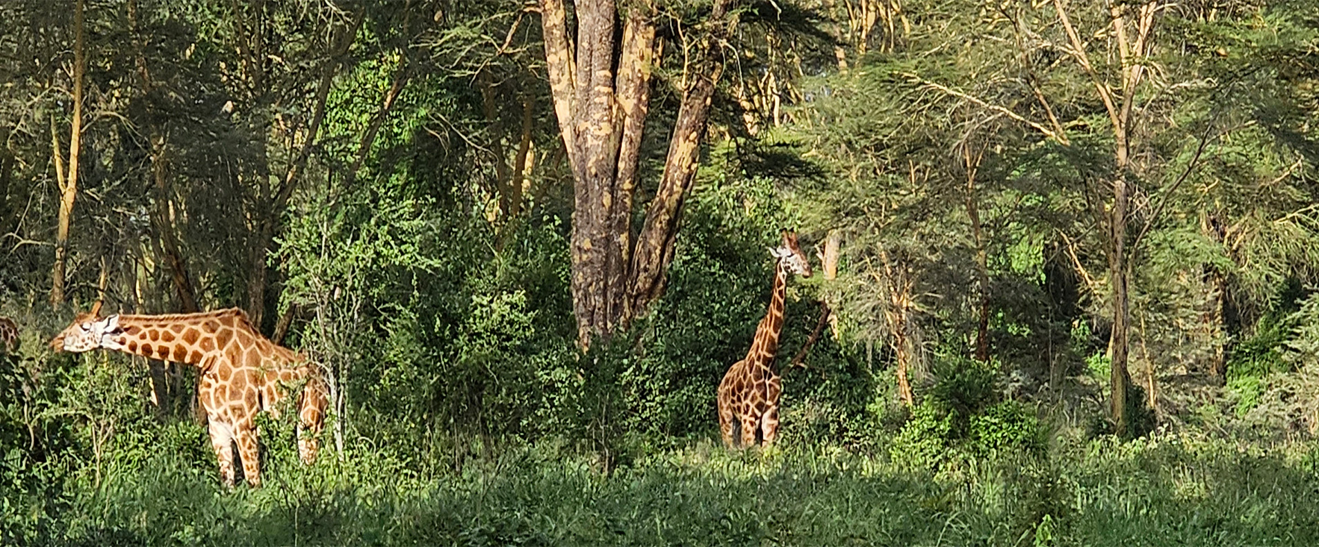 Giraffes on Safari